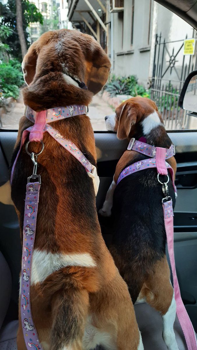 CleopatraDiana3's tweet photo. Being driven into the weekend is the best and we love our unicorn print harnesses. 
.
For details on all our products ping us on +91 9619601144 or drop by https://t.co/WcFx85Z13I
.
#petparents #puppy #friday #pets #leash #beagles #collars #harness #beagle https://t.co/U0dtUoJECh