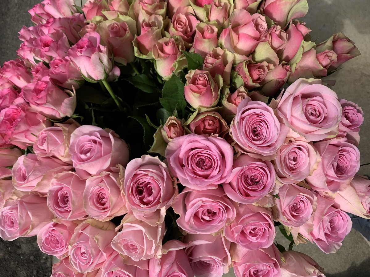 熊谷 花長 ピンク系バラ入荷しました ピンクと言っても種類がたくさんあります 薔薇 ピンクバラ ラベーラ ハイジ スイートユニーク