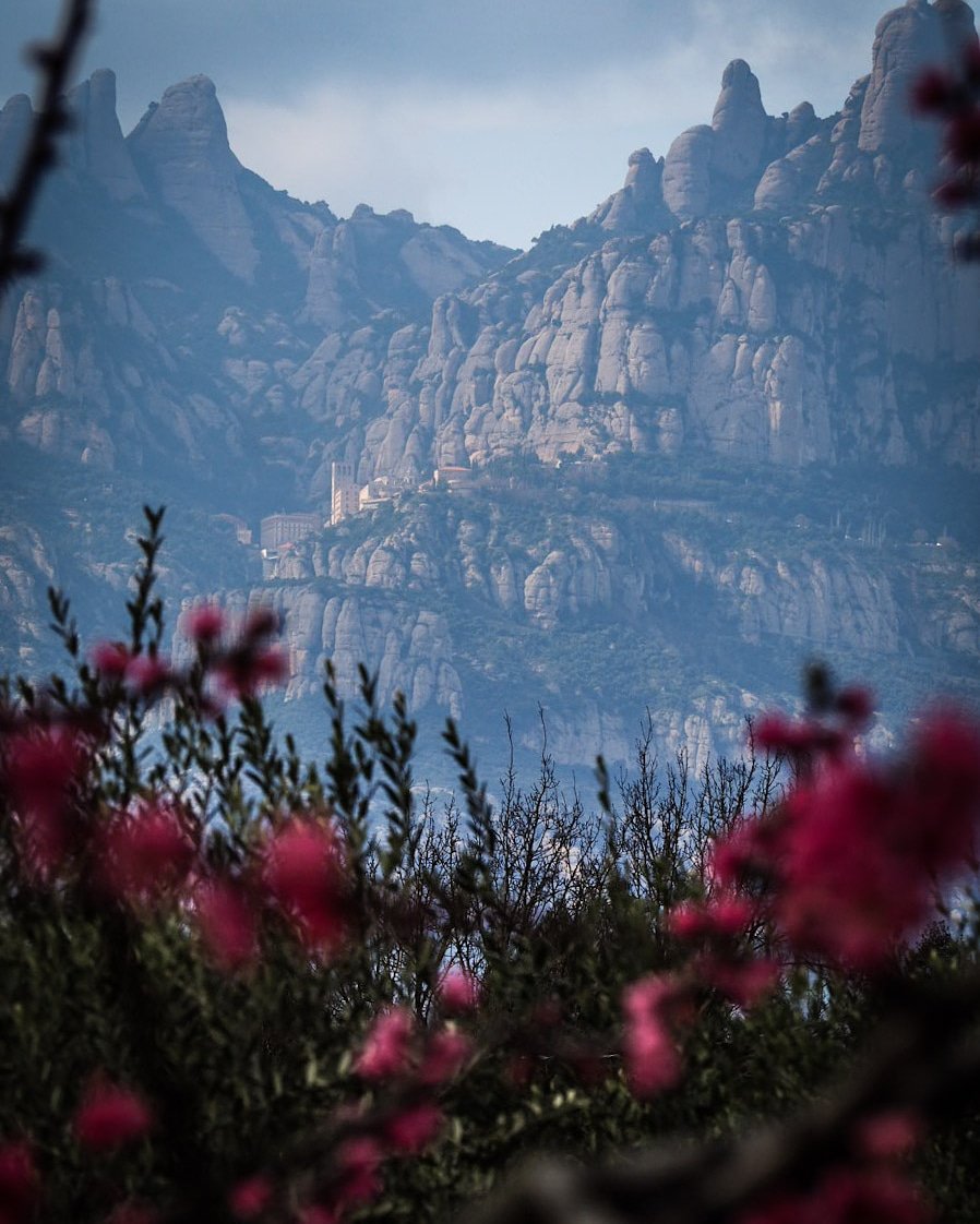 flamisella's tweet photo. El monestir de #Montserrat des de #Vacarisses, enmig de fruiters florits i oliveres https://t.co/dF30oqCIRe