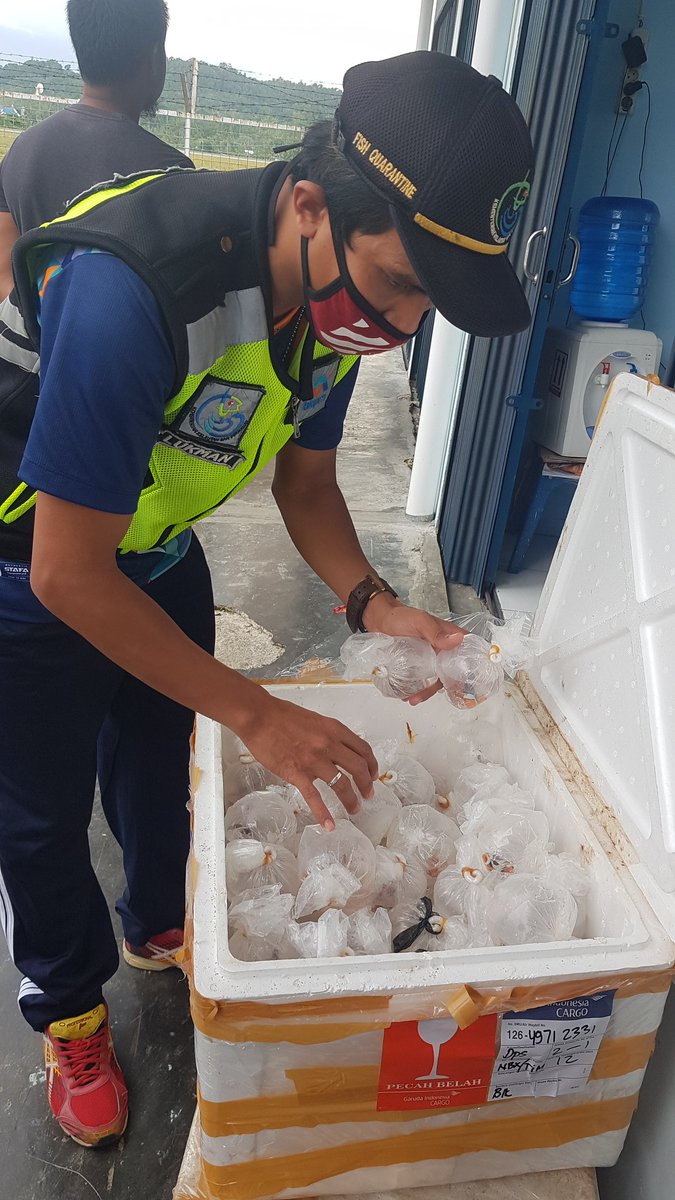 WilkerBiak's tweet photo. Pengecekan ulang di Cargo bandara udara Frans kasiepo biak, Pengirim supryo M., Ikan hias  291 ekor 2 koli penerima : HMZ tujuan 
@bkipmdenpasar 
@BKIPMJayapura       
@HumasBKIPM https://t.co/qifXa27LTg
