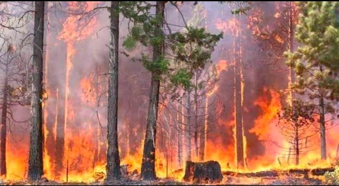 Abhiabh13257133's tweet photo. The similipal Forest🌲 which is well-known to every corner of the people in the world has been burning 🔥 since 9th feb 2021. If this trend 📈 continues a lot of destructions will take place. So Govt should take all possible steps to extinguish the fire immediately. 👆🏻 https://t.co/iG0MDSgfiD