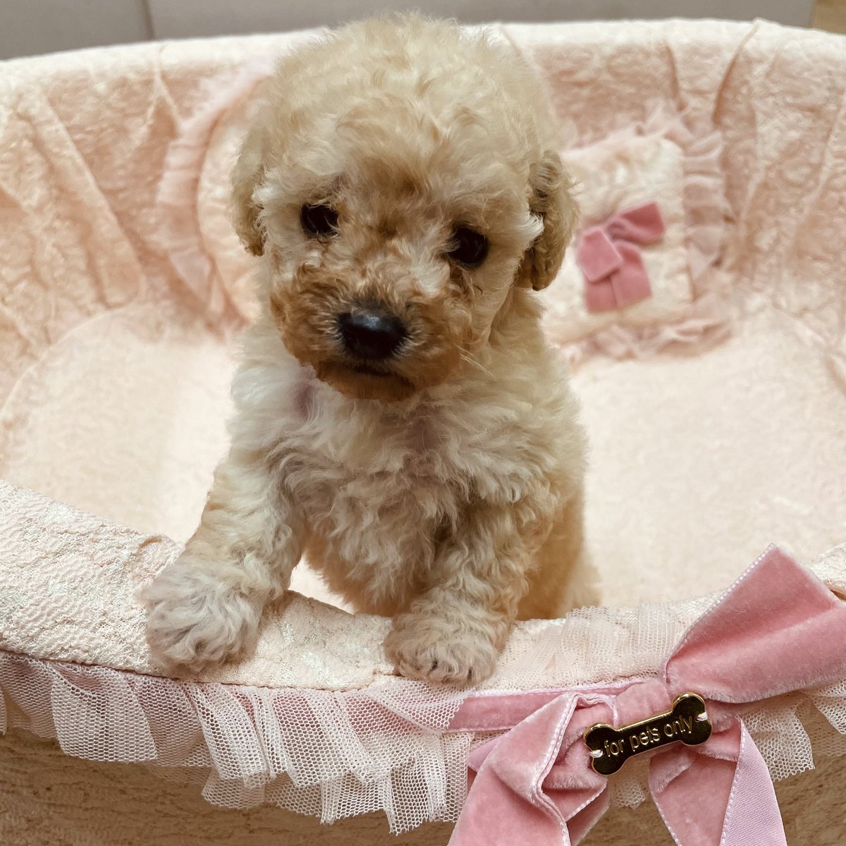 ピュアリー Poodle Purely Twitter ピュアリー Poodle Purely Twitter