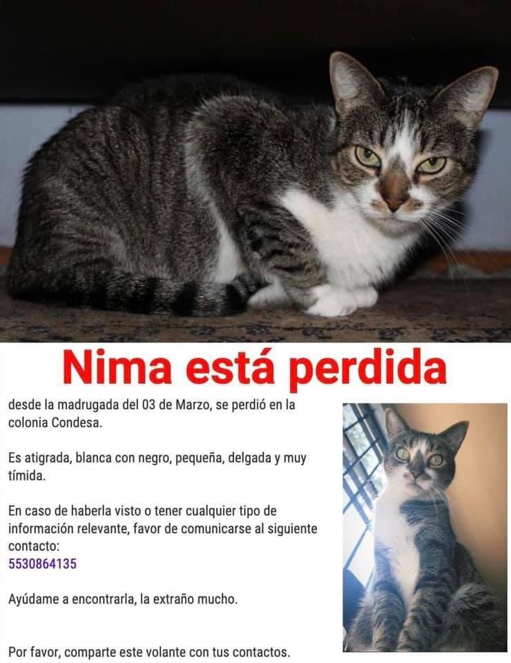 Lamarce (@marmarvm) on Twitter photo 🆘🐾🆘 sigue #PERDIDA NINA la gatita que se salió ayer madrugada en Vicente Suárez en Condesa RT para que aparezca <a href="/MascotCondsaRom/">Mascotas Condesa & Roma 😺🐶🥰</a> <a href="/MascotasSismo/">Mascotas Sismo</a> <a href="/LordGatus/">Lord Gatus</a> <a href="/GatitosCdmx/">GatitosCdmxAyuda</a> <a href="/Condesa_CdMX/">COLONIA CONDESA CdMx ♛</a> <a href="/ARHipodromo/">Residentes Hipódromo</a> <a href="/CondesRomaUnido/">Vecinos Unidos Corredor Roma-Condesa</a> <a href="/VidaCondesa/">Condesa & Roma Norte</a> <a href="/mariajosecuevas/">María José Cuevas</a> 🆘🐾🆘 sigue #PERDIDA NINA la gatita que se salió ayer madrugada en Vicente Suárez en Condesa RT para que aparezca <a href="/MascotCondsaRom/">Mascotas Condesa & Roma 😺🐶🥰</a> <a href="/MascotasSismo/">Mascotas Sismo</a> <a href="/LordGatus/">Lord Gatus</a> <a href="/GatitosCdmx/">GatitosCdmxAyuda</a> <a href="/Condesa_CdMX/">COLONIA CONDESA CdMx ♛</a> <a href="/ARHipodromo/">Residentes Hipódromo</a> <a href="/CondesRomaUnido/">Vecinos Unidos Corredor Roma-Condesa</a> <a href="/VidaCondesa/">Condesa & Roma Norte</a> <a href="/mariajosecuevas/">María José Cuevas</a>