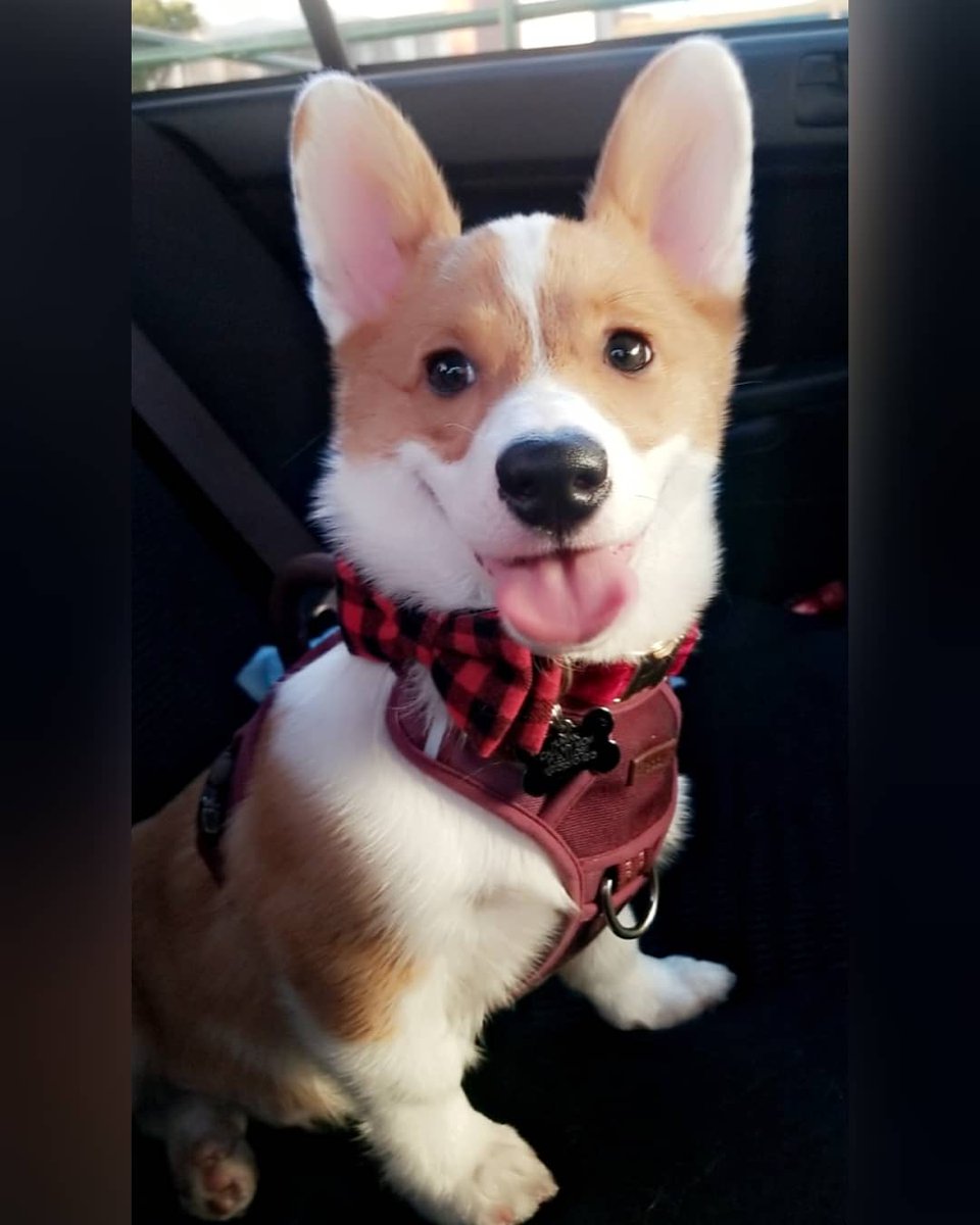 LilMsSmileyy's tweet photo. he graduated today 🐶🥳 https://t.co/dMuJZOcNm5