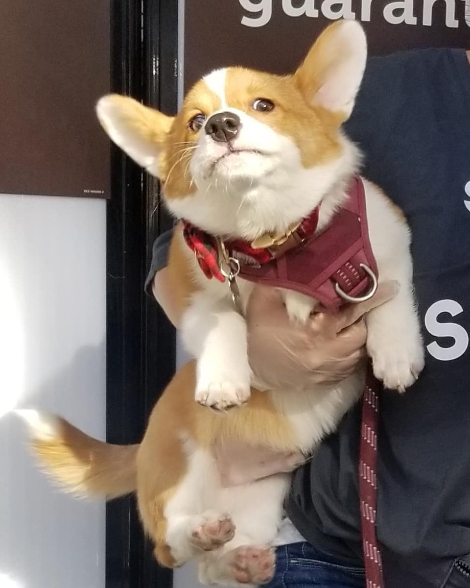 LilMsSmileyy's tweet photo. he graduated today 🐶🥳 https://t.co/dMuJZOcNm5