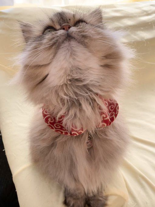 猫カフェ 高画質 のtwitterイラスト検索結果 古い順