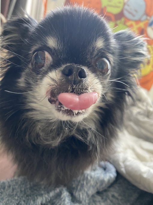 犬の 高画質 のtwitterイラスト検索結果 犬の 高画質 のtwitterイラスト検索結果