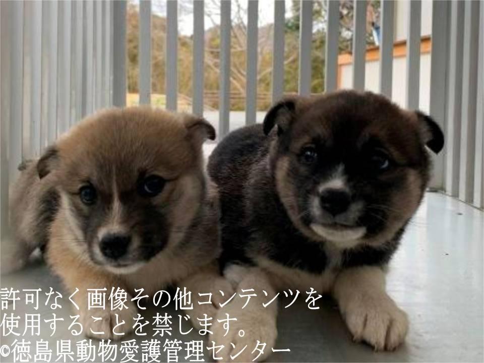 ট ইট র Japanesemichael Jackson 徳島県動物管理センター 期限 3月7日 1匹ずつ引取可 レスキュー 性別 女2 月齡 約3ヶ月 犬種 雑種犬 体格 小 性格 短期間で慣れてくれると思われる 里親急募 一時保護急募 徳島県 犬 保健所 動物愛護 ট ইট র Japanesemichael Jackson 徳島県動物管理センター 期限 3月7日 1匹ずつ引取可 レスキュー 性別 女2 月齡 約3ヶ月 犬種 雑種犬 体格 小 性格 短期間で慣れてくれると思われる 里親急募 一時保護急募 徳島県 犬 保健所 動物愛護