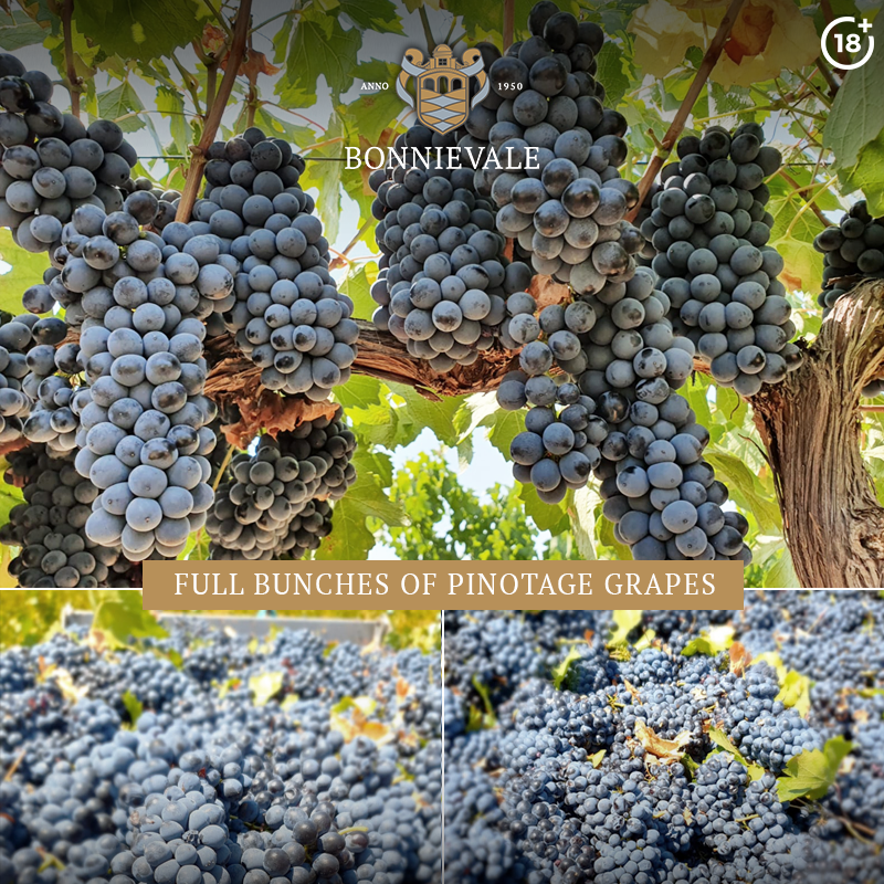 Due to a blessed year and keeping a fine eye on the vineyards, our Pinotage bunches are looking full.🍇

#bonnievalewines #Pinotage #Harvest2021 #wine #winelovers #WineWednesday