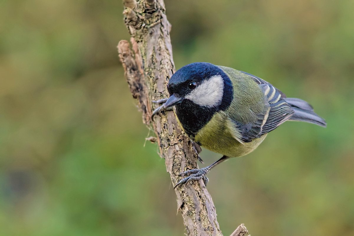 BirdPerHour's tweet photo. #birdbot https://t.co/01T4t342P5