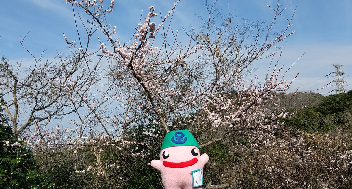 mojinojimo's tweet photo. 和布刈公園でてくてくお散歩したよ♪

山頂近くの第一展望台のあたりからは、関門海峡の壮大な眺めが広がるよ！
2月4日に国の登録有形文化財に登録されたばかりの「世界平和パゴダ」は、朝日が当たって���っても綺麗だったよ。日当たりが良いところではお花が咲き初めてて、少しずつ春を感じるね。 https://t.co/JzPh2DxWgX