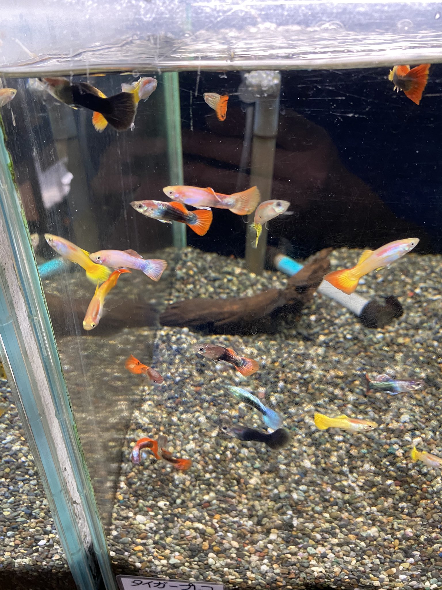 西武池袋本店9f屋上フィッシュショップ 熱帯魚いくつか入荷しました 外国産グッピー カージナルテトラ ゴールデンハニードワーフグラミー サンセットドワーフグラミー パールグラミー コバルトドワーフグラミー ブラックモーリー ベックフォルディ 西武池袋本店9f屋上フィッシュショップ 熱帯魚いくつか入荷しました 外国産グッピー カージナルテトラ ゴールデンハニードワーフグラミー サンセットドワーフグラミー パールグラミー コバルトドワーフグラミー ブラックモーリー ベックフォルディ
