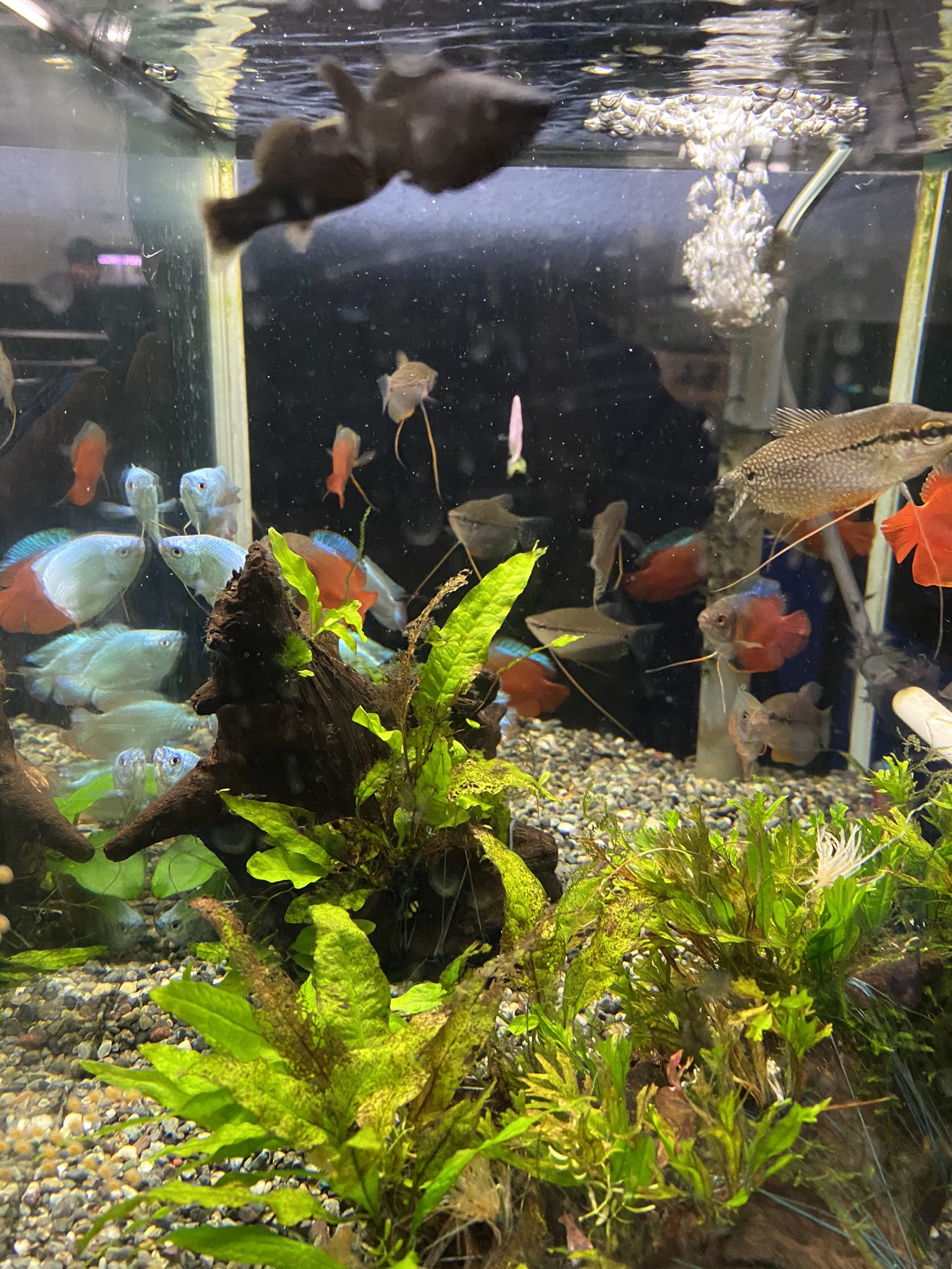 西武池袋本店9f屋上フィッシュショップ 熱帯魚いくつか入荷しました 外国産グッピー カージナルテトラ ゴールデンハニードワーフグラミー サンセットドワーフグラミー パールグラミー コバルトドワーフグラミー ブラックモーリー ベックフォルディ 西武池袋本店9f屋上フィッシュショップ 熱帯魚いくつか入荷しました 外国産グッピー カージナルテトラ ゴールデンハニードワーフグラミー サンセットドワーフグラミー パールグラミー コバルトドワーフグラミー ブラックモーリー ベックフォルディ