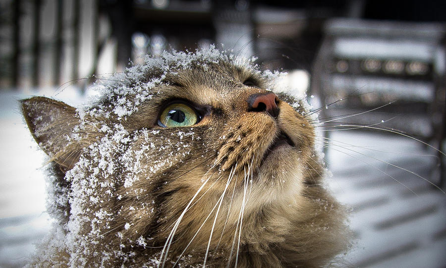 LordVikingLive's tweet photo. Good Morning !! #CatsOfTwitter #fridaymorning #LFC #lockdown2021 #Japan #ArizonaState #Paradise #NewZealand #Japanese #Greece #StaySafe #Washington #wildcatbundle #WashYourHands #puppet #BeverlyHills #Florida #Minnesota #London #isleofman #SnowManカレンダー #guitar #ColdWeather https://t.co/L9zjgMzKcQ