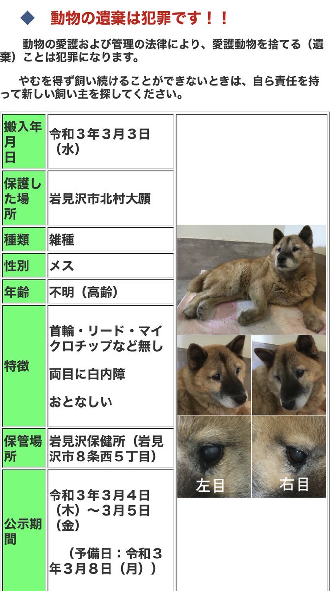 北海道 保健所 里親募集 Auf Twitter 岩見沢保健所さん 迷い犬 岩見沢市北村大願にてこちらの犬さん が保護され岩見沢保健所さんに迷子保護されています 白内障の所見があるようです おとなしいそうです 拡散希望 保健所 北海道 迷い犬 岩見沢 首輪