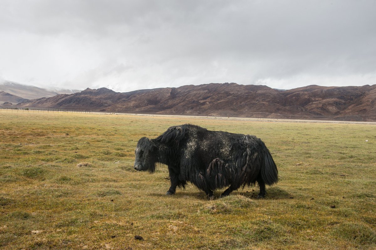 Yaks, the iconic mascots of Himalayan nomadic identity, have been dying of starvation due to #ClimateChange.

Nomadic Changpa pastoralists in #Ladakh find their yak-related economy in a crisis in the fragile ecosystem: bit.ly/2Y808zD

<a href="/PARInetwork/">People's Archive of Rural India</a> #ClimateAction