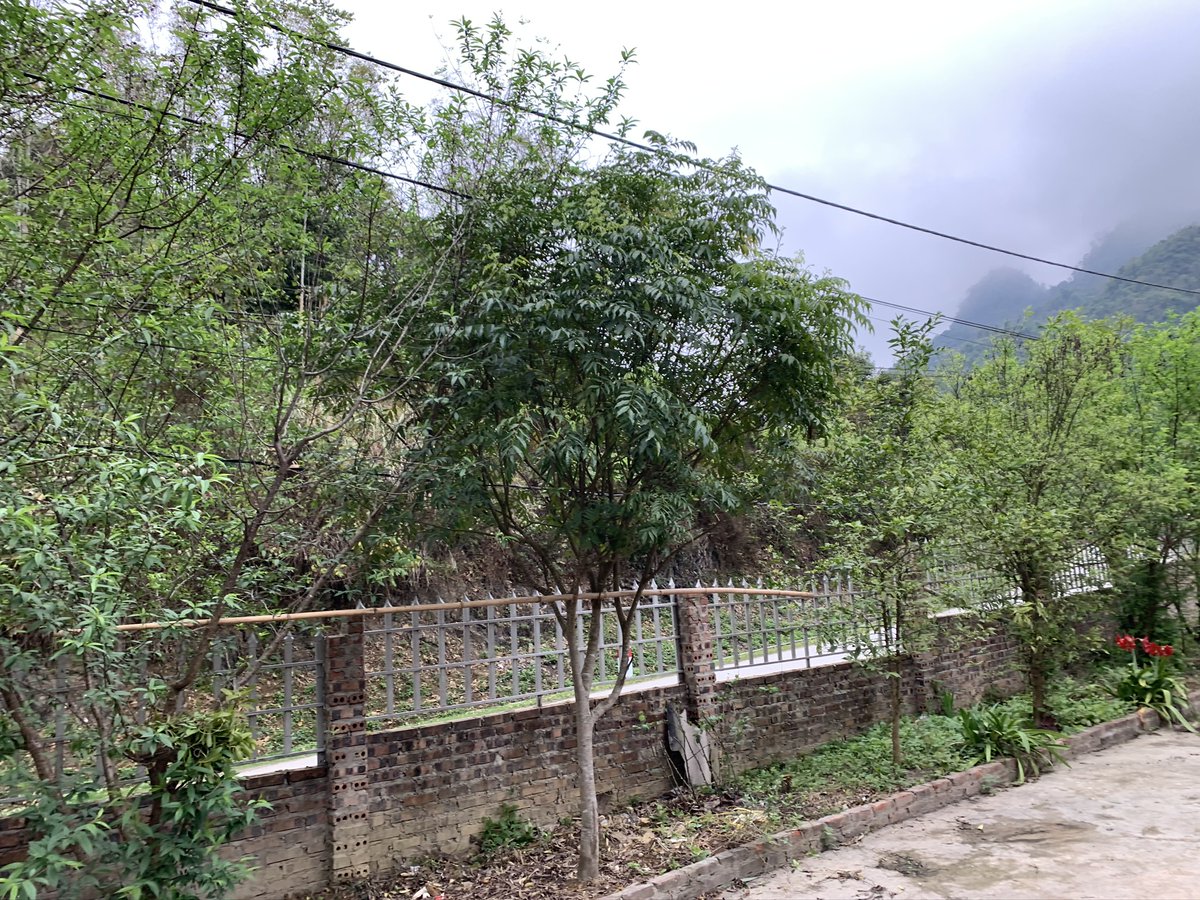nong hoa tweet media
