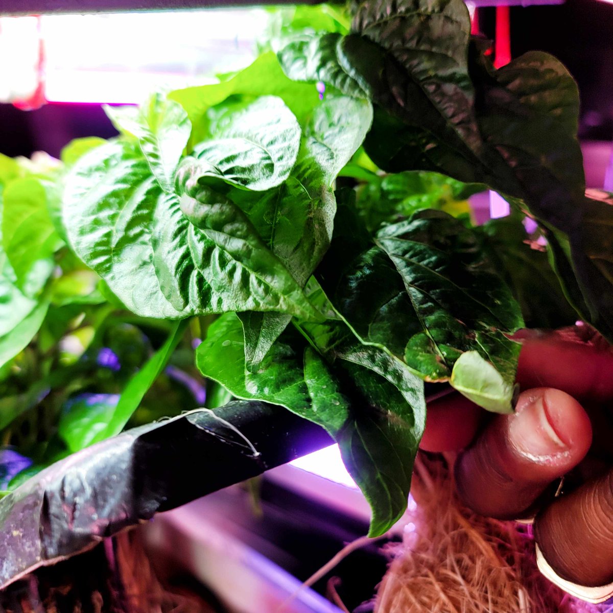 flexoponics's tweet image. Habanero Pepper Plants are getting tooo big too fast !