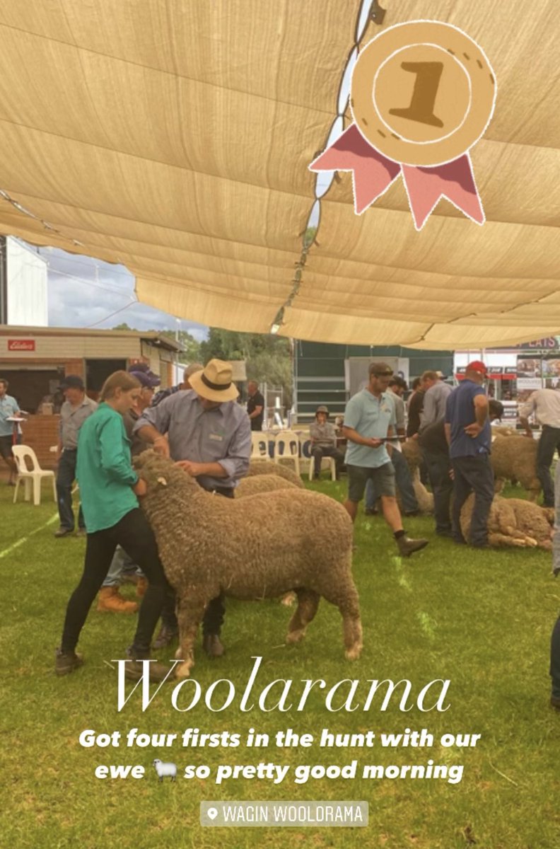 WoodyarrupStud's tweet photo. Got four firsts in the hunt with our ewe 🐑 so pretty good morning. #merino #merinosheep #premiummerino #woolarama #woodyarrupewes #woodyarruprams #wagin #premiumwool https://t.co/XJ6tBABSqn
