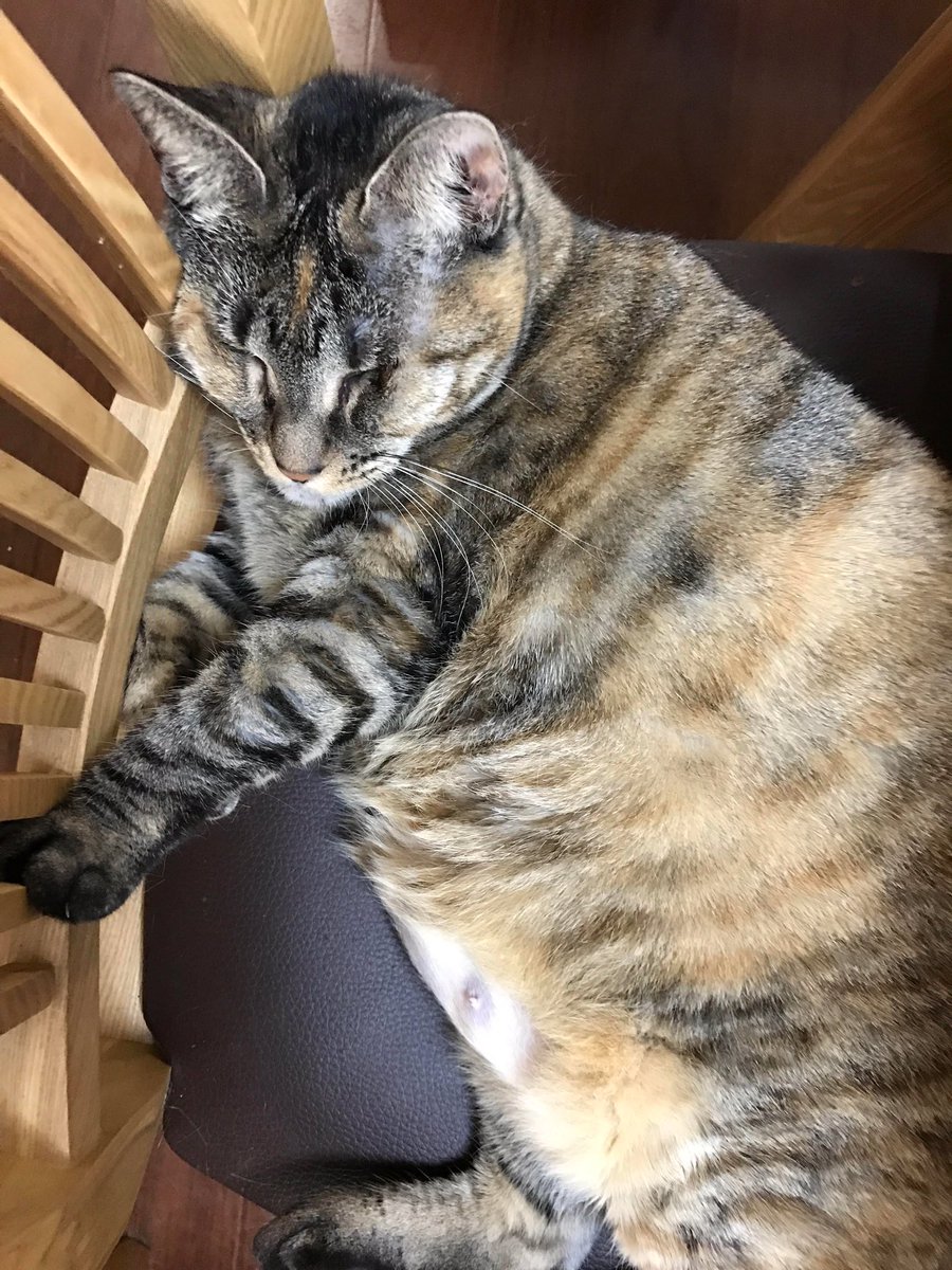 w_sukida's tweet photo. みのりお姉にゃん、今日お空に行っちゃったにゃ。
8年くらい一緒に入れくれてありがとうにゃ。もうお腹痛くはないにゃ？
天国でもいっぱいご飯食べてにゃ！

#猫 https://t.co/DSvopwIVvl