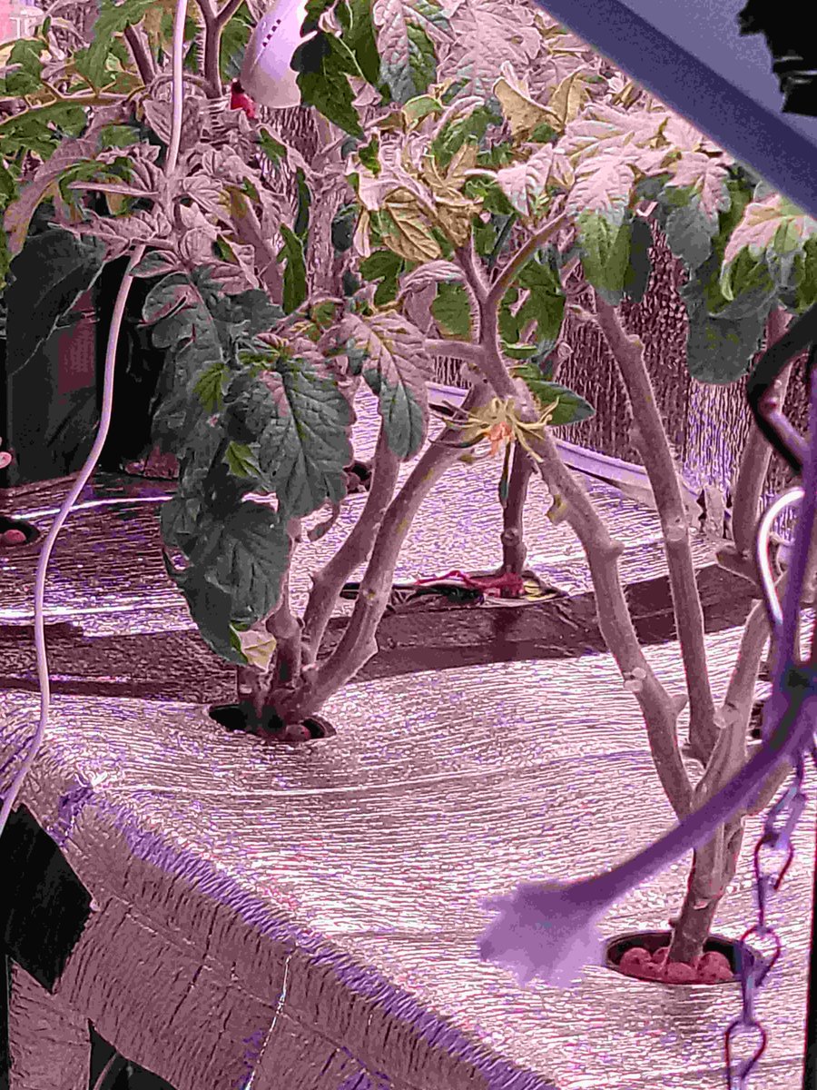 flexoponics's tweet image. Cloudy day Tomatoes