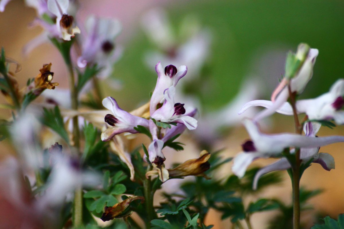 j11p43f's tweet photo. Corydalis henrikii from two years ago at #KewGardens! Native to Turkey and only described in 1991 by Lidén, a Swedish botanist currently working in Uppsala! A delightful addition to #KewAlpine, hopefully be able to see them soon!
#PlantsAreCool #Botany https://t.co/QuNs9CT9uz https://t.co/5y8XH2xA63