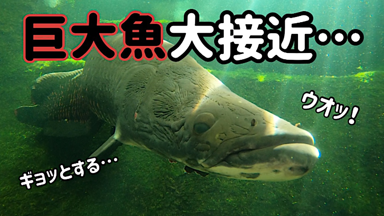 足立区生物園 Youtube更新情報 皆さんは巨大魚を間近で見たことはありますか この動画を見ると巨大魚の目の前を一緒に泳いでいるような気分になれるかも T Co Qugopo7lrb チャンネル登録お願いします 足立区生物園チャンネル ピラルクー