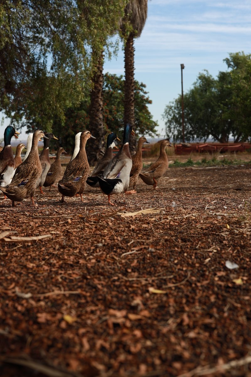Competition Time!

These are our Indian Runner ducks. Can you guess their job description?
Tell us in the comments below and stand a chance to win a box of #Stellarwines.
Alcohol not for persons under the age of 18. Competition ends 25 March. Applicable for people in South Africa