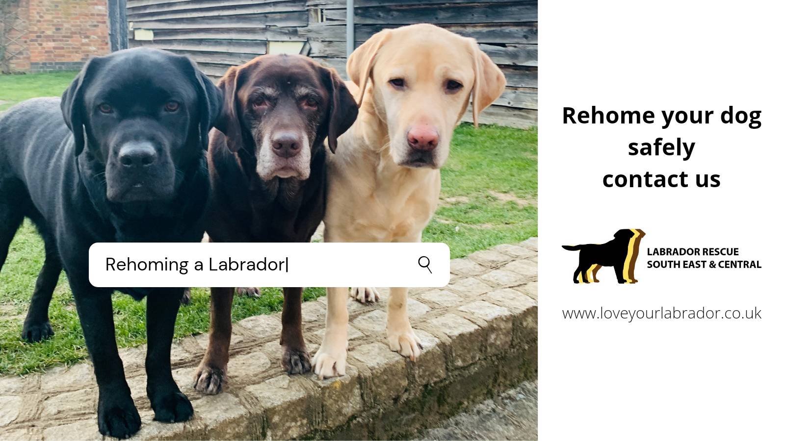 Labrador rehoming sale