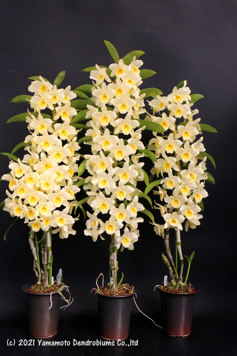 Yamamoto Dendrobiums Ydendrobium Twitter