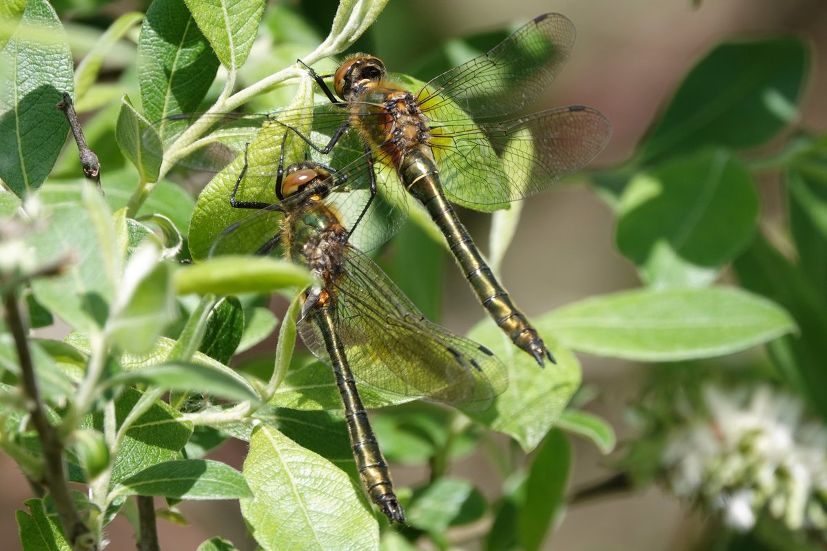 Henk.Verhoef tweet media
