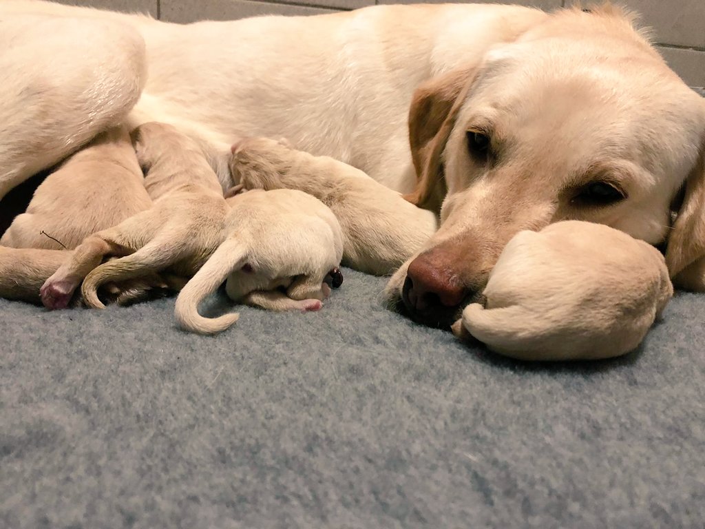 WMP Dog Unit (@wmpdogs) on Twitter photo It was a long night for super mum Sydney & our kennel staff last night, as they delivered <a href="/WMPolice/">West Midlands Police</a>'s very first litter of working labrador puppies into our Puppy Development Programme 🐾 #supermum #labradors #puppydevelopment It was a long night for super mum Sydney & our kennel staff last night, as they delivered <a href="/WMPolice/">West Midlands Police</a>'s very first litter of working labrador puppies into our Puppy Development Programme 🐾 #supermum #labradors #puppydevelopment