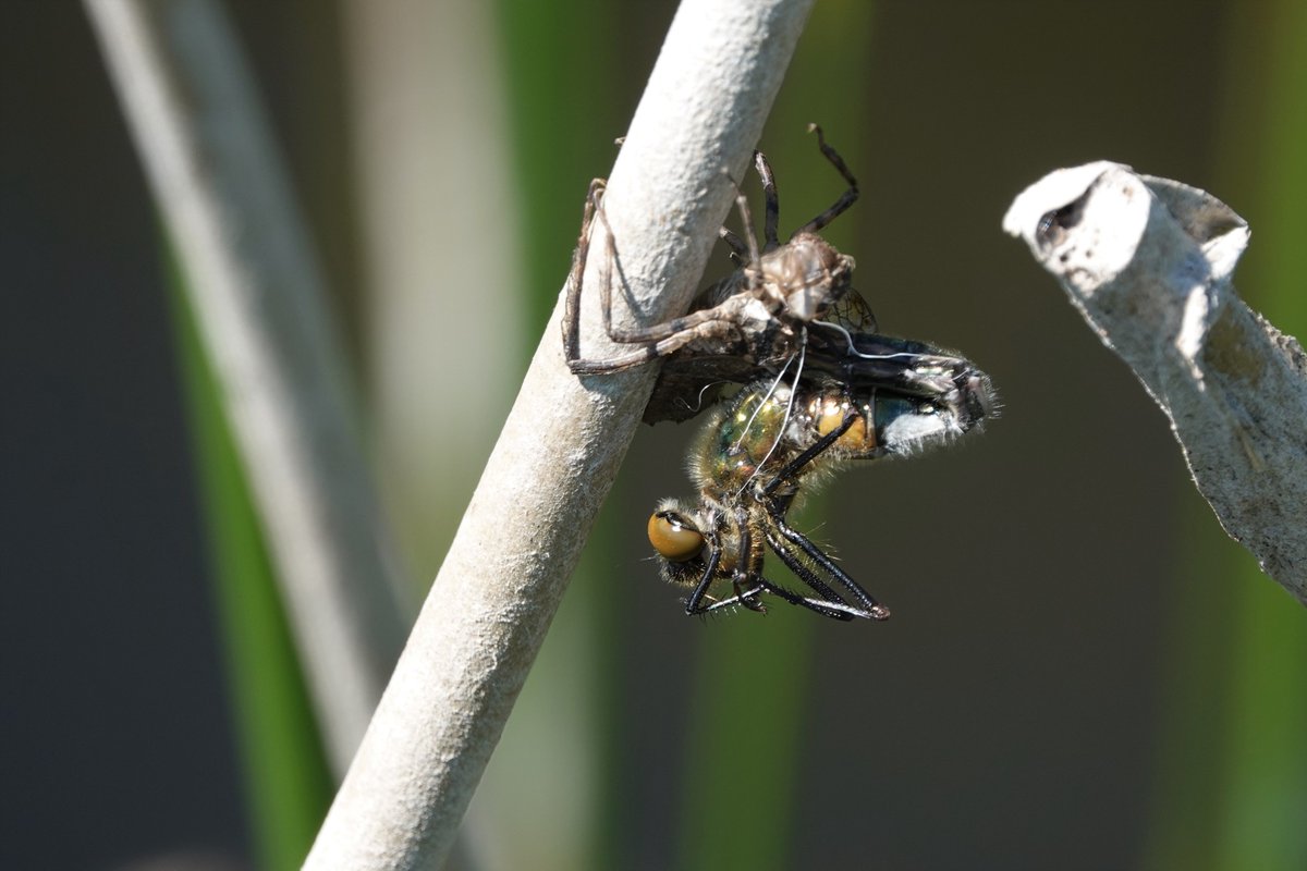 Henk.Verhoef tweet media