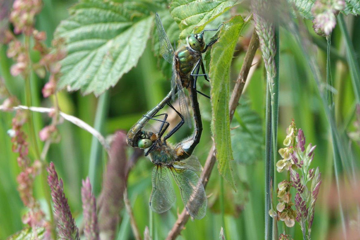Henk.Verhoef tweet media