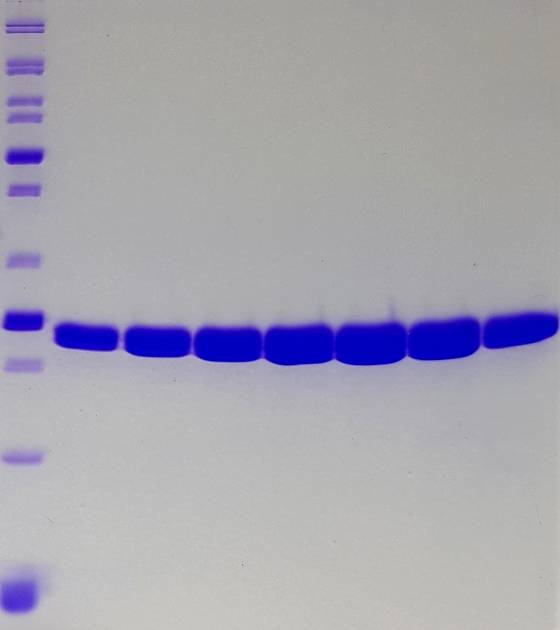 We are hiring. Research assistant position open in our group to help with various COVID-19 projects. Looking for someone with good protein skills, to produce results like below 🙏🏻
Experience with immuno assays v/ useful too.
RTs appreciated. 
jobs.cam.ac.uk/job/28809/
