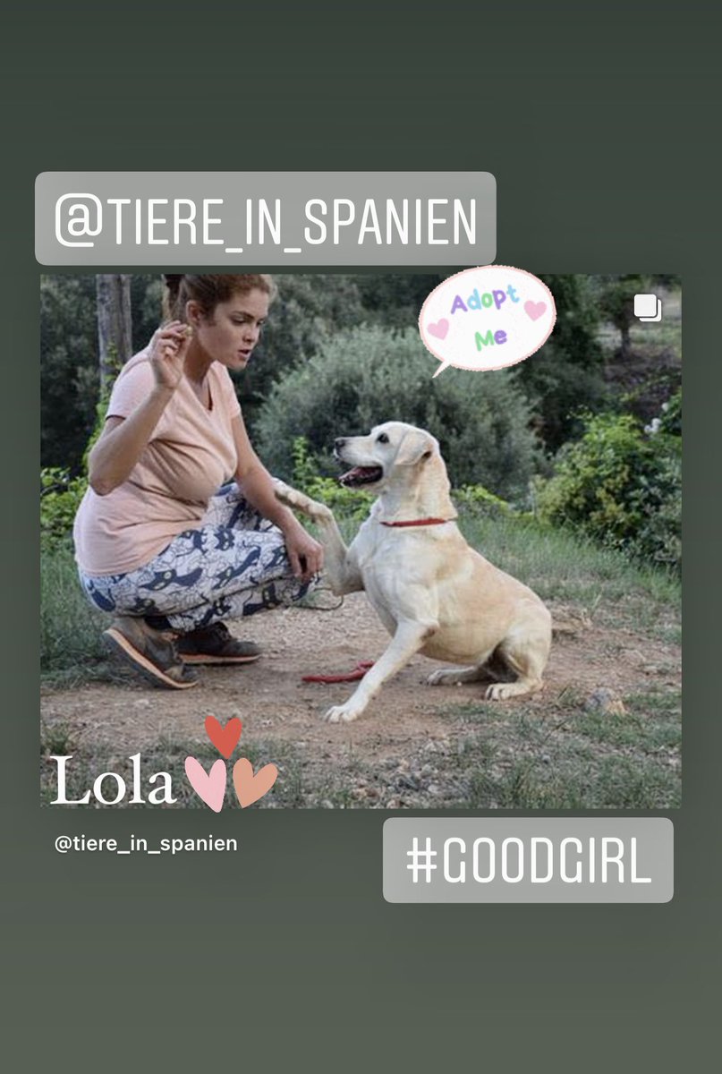 tiere-in-spanien.de/lola-3/ 
#adoptdontshop #zuhausegesucht #tierschutz #tierschutzhund #tierschutzhunde #spanien🇪🇸 #tiereinspanienev #hundeliebe #hundeblick #dog #tierheimhund #hundehilfe #hund #Adoption #beste #SweetHome #fürimmerzuhause #adoptme #DogLover #dogsoftwitter #love ❤️♥️
