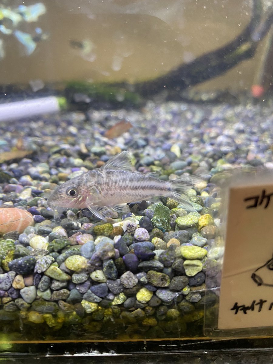 ささ 今回の仕入れも面白いやつ入ってます 10センチ近くのベトナムタイガー コリドラス ロビネアエ こいつはコリドラスの中でも唯一尾鰭に縦線が入るらしい たしかにこんな尾鰭のコリドラス 見たことねえ コリドラスパンク こいつ好き シノドンティス ささ 今回の仕入れも面白いやつ入ってます 10センチ近くのベトナムタイガー コリドラス ロビネアエ こいつはコリドラスの中でも唯一尾鰭に縦線が入るらしい たしかにこんな尾鰭のコリドラス 見たことねえ コリドラスパンク こいつ好き シノドンティス