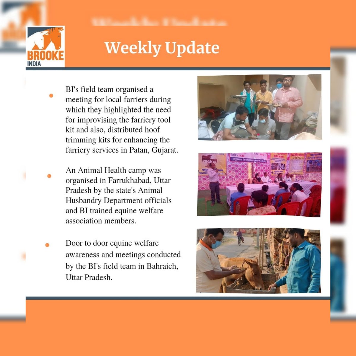 BI's weekly update
#NGO #animalwelfare #equine #horses #rurallivelihoods #mules #ruraldevelopment #hoofcare #hoof #rurallivelihoods #compassion #Gujarat
#UttarPradesh