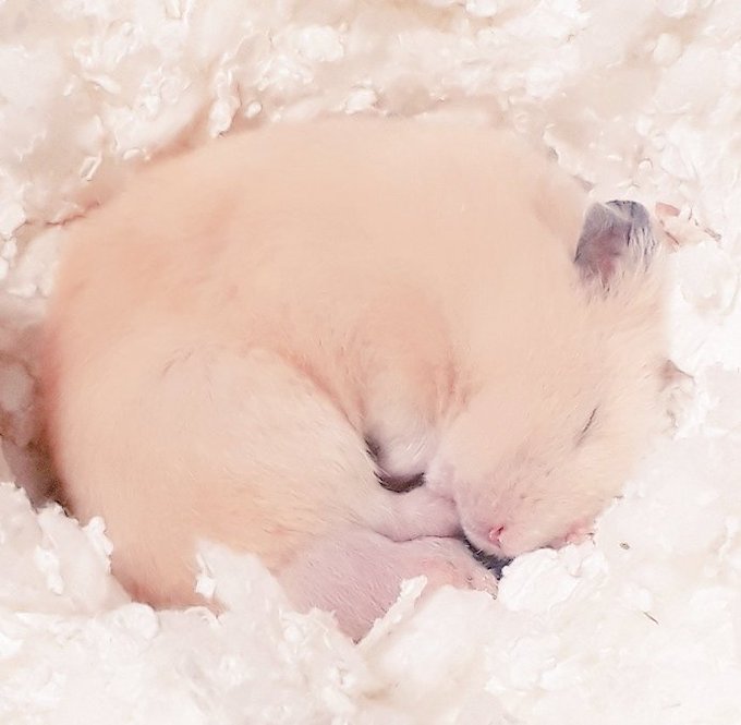 ふくすけ120gになりました🍓💛 