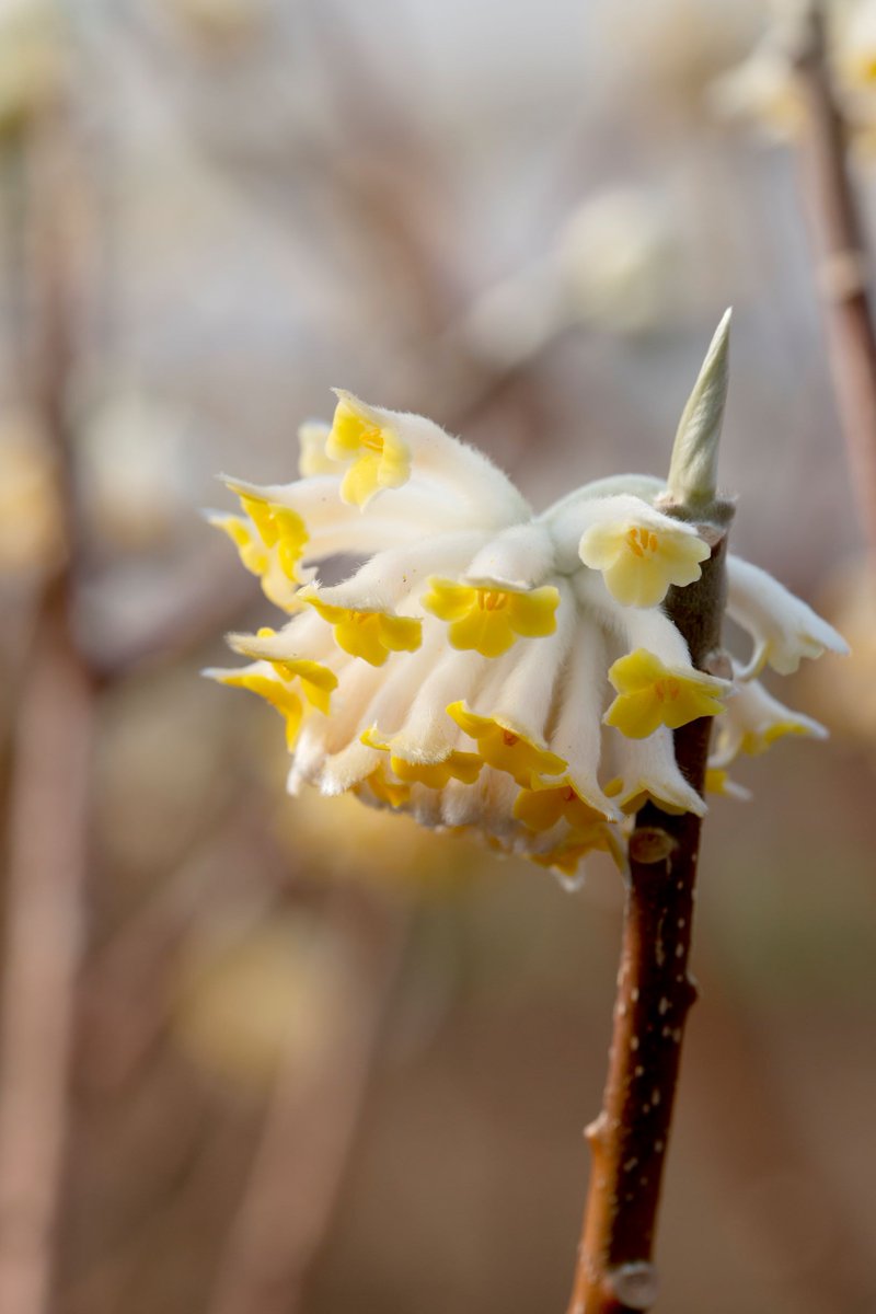 Butterworth Horticulture (@butterworthhort) on Twitter photo 🍃 Edgeworthia chrysantha - 'Paper Bush'
As seen at our nursery last week! The lovely PB is coming into bloom with intricate clusters of yellow fragrant flowers.
Contact info@formplants.com to add to your planting lists.
#plantsupply #gardensofinstagram #springflowers 🍃 Edgeworthia chrysantha - 'Paper Bush'
As seen at our nursery last week! The lovely PB is coming into bloom with intricate clusters of yellow fragrant flowers.
Contact info@formplants.com to add to your planting lists.
#plantsupply #gardensofinstagram #springflowers