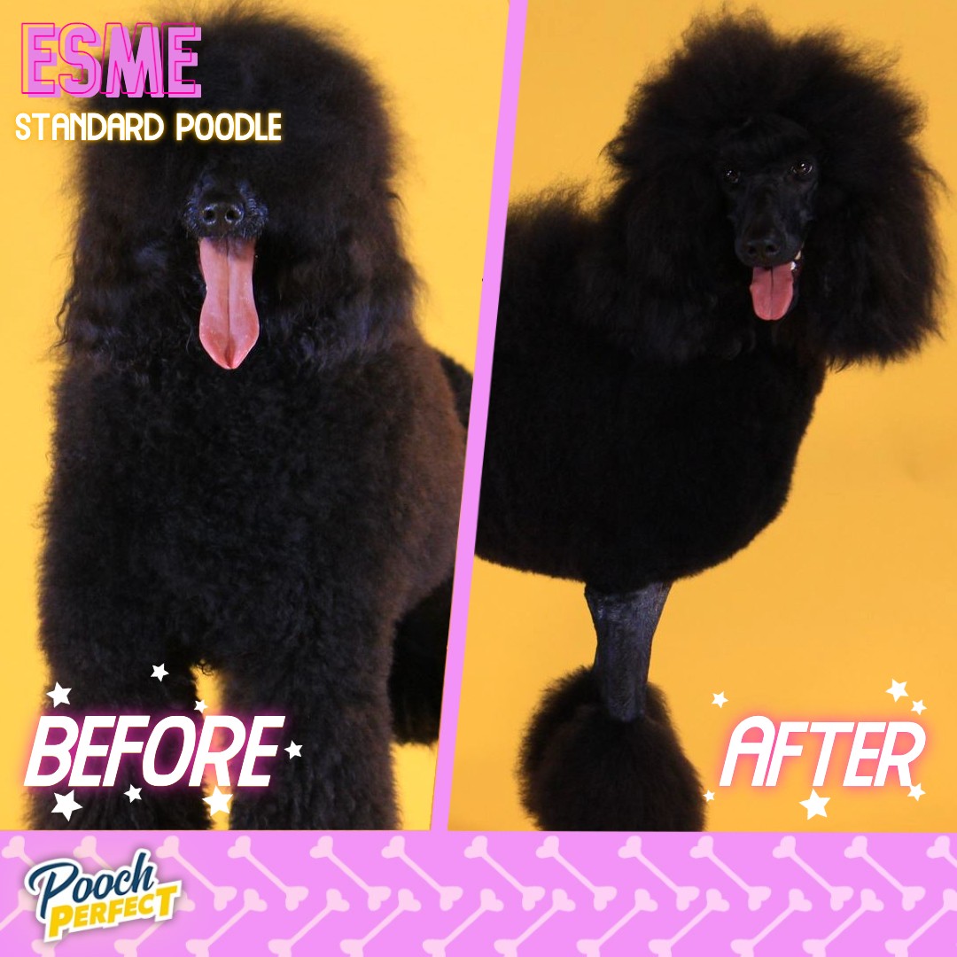 A closer look at last night's continental poodle trims! 🐩 #poochperfect