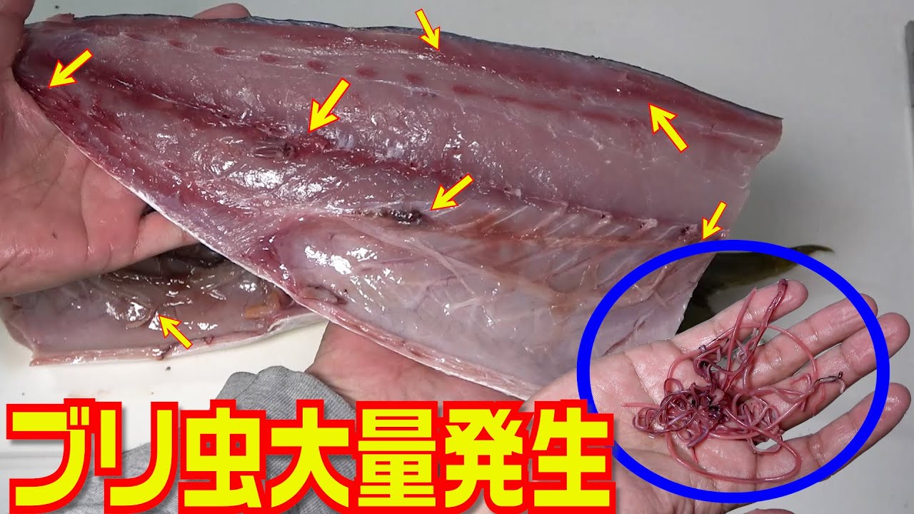 竹本保幸 鰤の中に 線虫はこんな感じで入ってますってのがわかりすぎるくらい入ってました グロいけど気になる方は動画をご覧ください T Co 4q2uexz6sv 釣り好きタケちゃんネル ぶり ブリ ブリ虫 線虫 魚に虫が 虫だらけ ぶりの捌き方 竹本保幸 鰤の中に 線虫はこんな感じで入ってますってのがわかりすぎるくらい入ってました グロいけど気になる方は動画をご覧ください T Co 4q2uexz6sv 釣り好きタケちゃんネル ぶり ブリ ブリ虫 線虫 魚に虫が 虫だらけ ぶりの捌き方