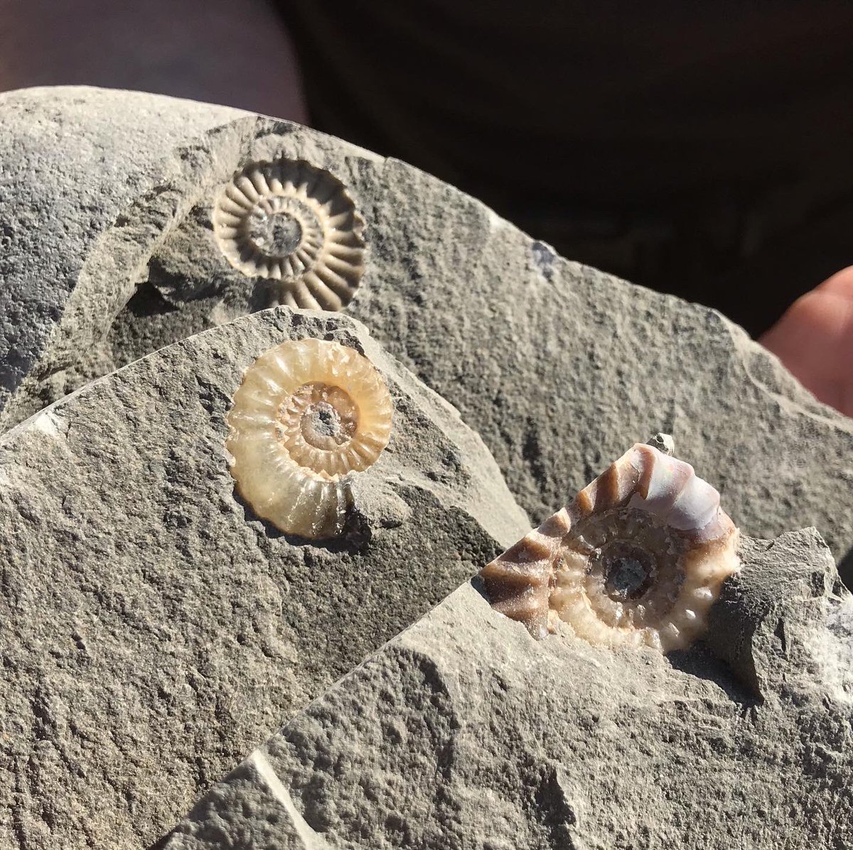 jurassicguides's tweet image. I’ll be back running fossil walks from the 12th April. If you were thinking of booking a walk, let me know as soon as possible so I can check the tides and book you in. If you could retweet this post and let your friends know, it would help me get back up on my feet again!🙂🙏