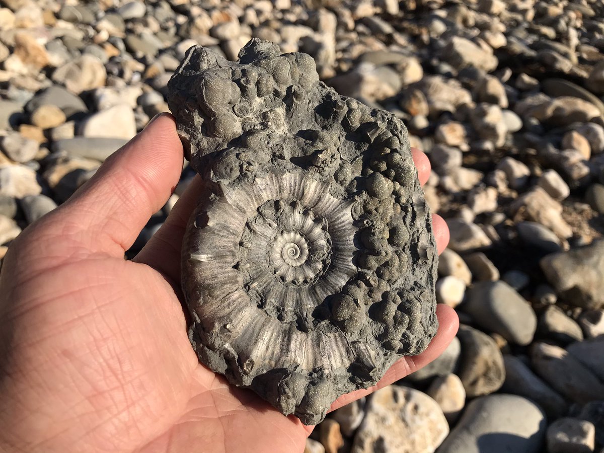 jurassicguides's tweet image. I’ll be back running fossil walks from the 12th April. If you were thinking of booking a walk, let me know as soon as possible so I can check the tides and book you in. If you could retweet this post and let your friends know, it would help me get back up on my feet again!🙂🙏