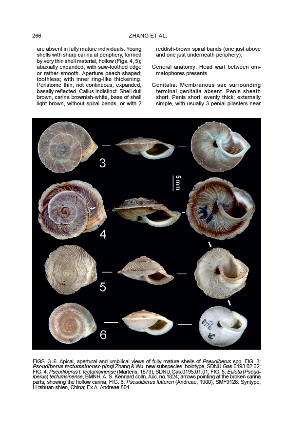 MalacoGuoyi's tweet photo. My work began at my 18. Malacologia. I always said to myself that only if I published paper on Malacologia, I would be willing to be called Malacologist. Now, I'm malacologist. https://t.co/bJisPunp9a