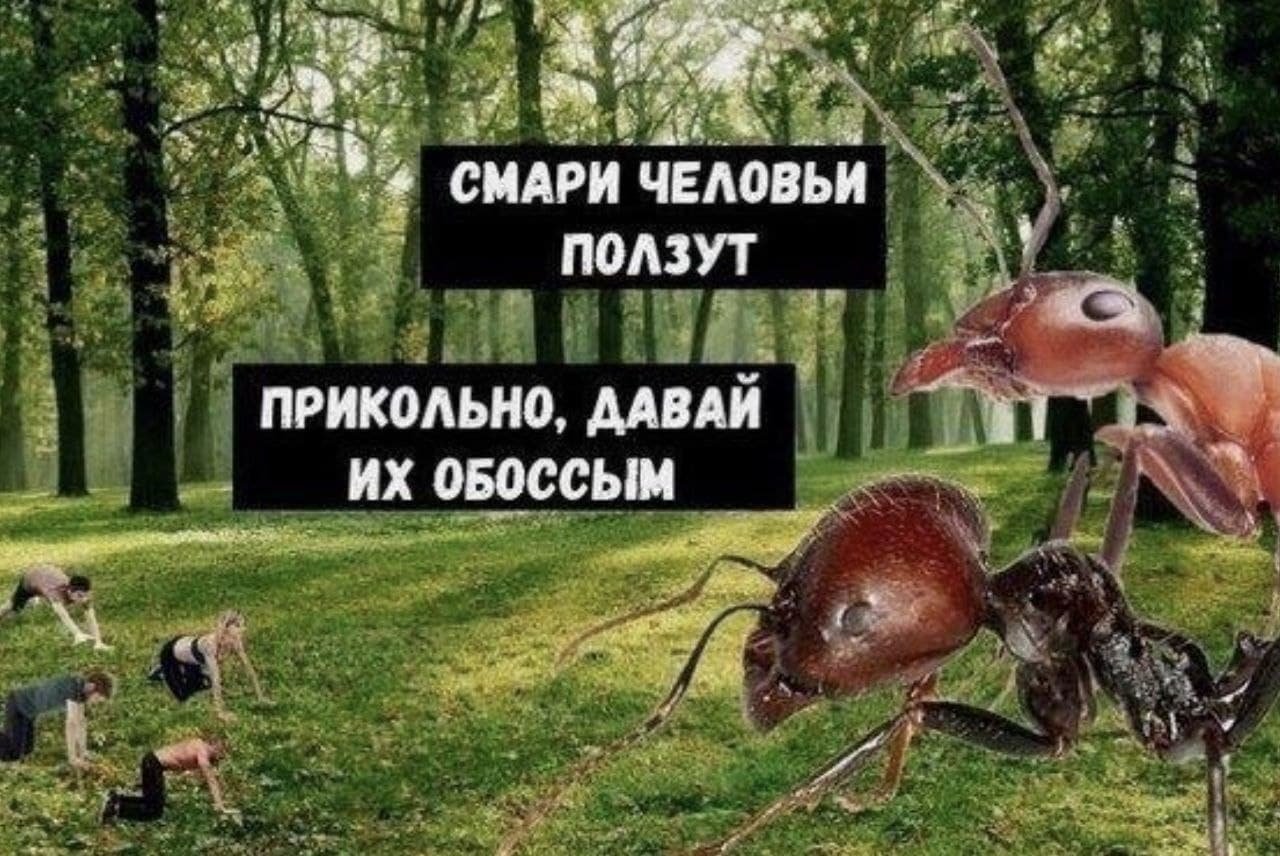 Приколы про муравьев