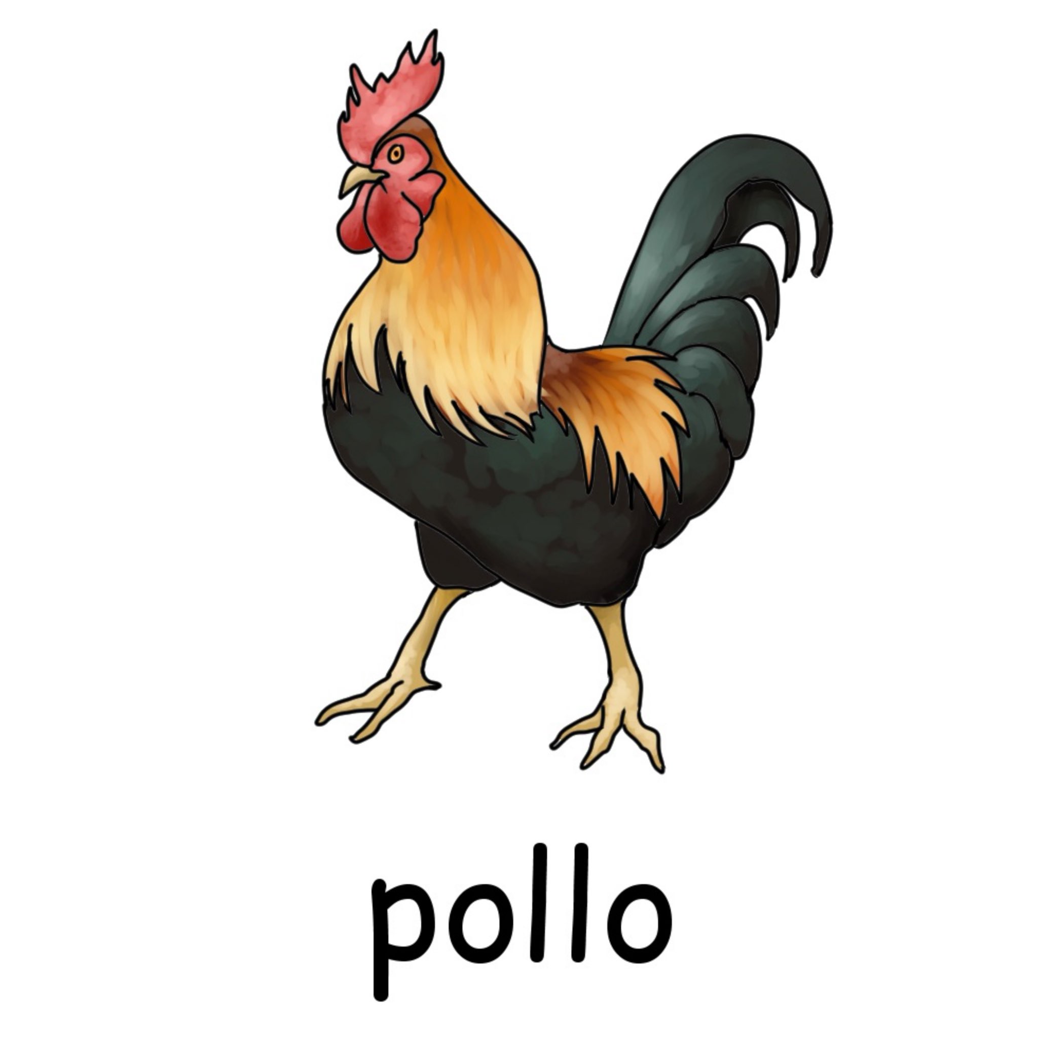 毎日イラストイタリア語 にわとり Pollo ポッロ おんどりは Gallo めんどりは Gallina と言います イラスト イタリア語 T Co O93wq0gu8g Twitter 毎日イラストイタリア語 にわとり Pollo ポッロ おんどりは Gallo めんどりは Gallina と言います イラスト イタリア語 T Co O93wq0gu8g Twitter