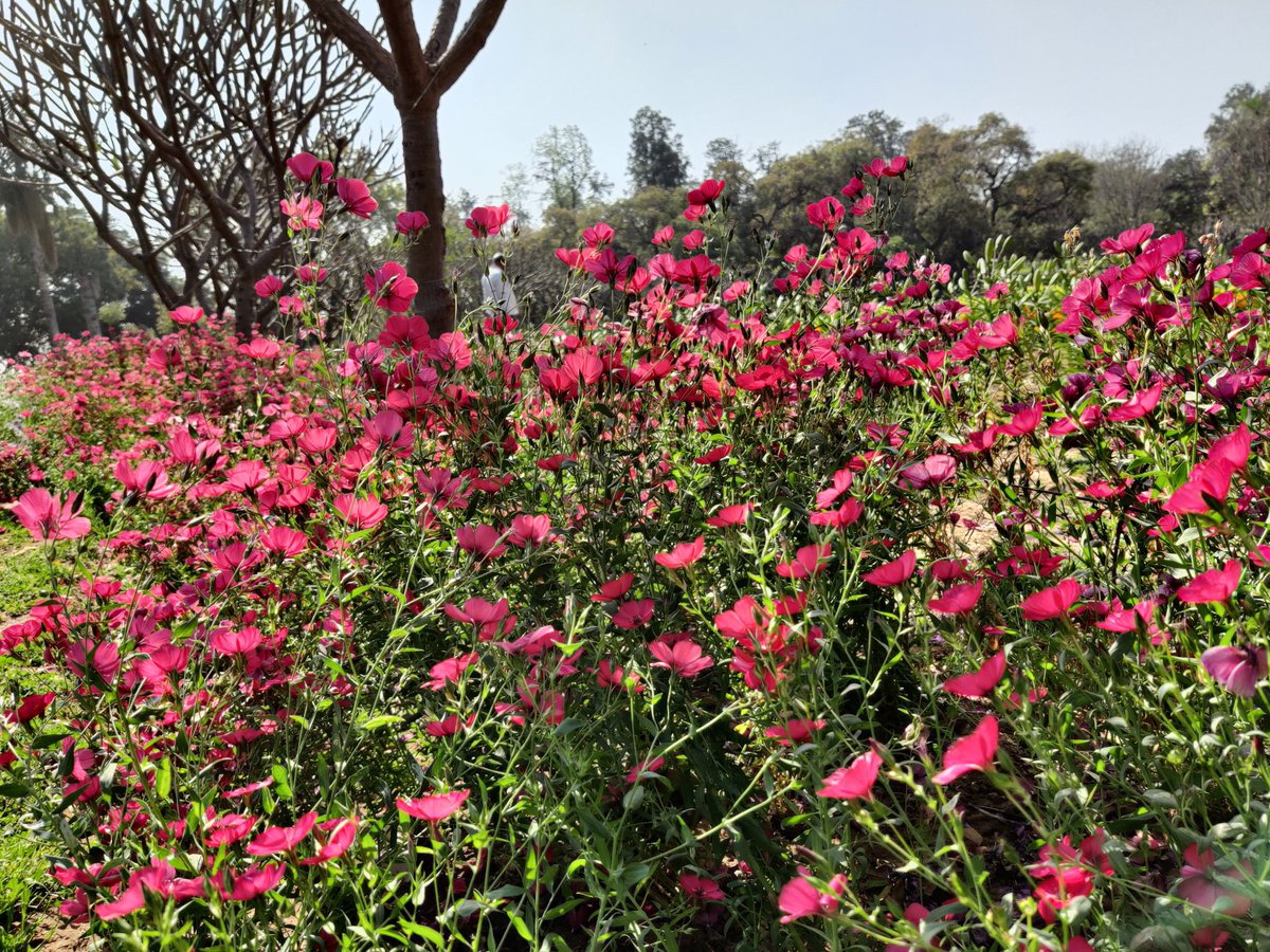 Blossom by blossom the #spring begins in #Delhi #Nehrupark #Chanakyapuri