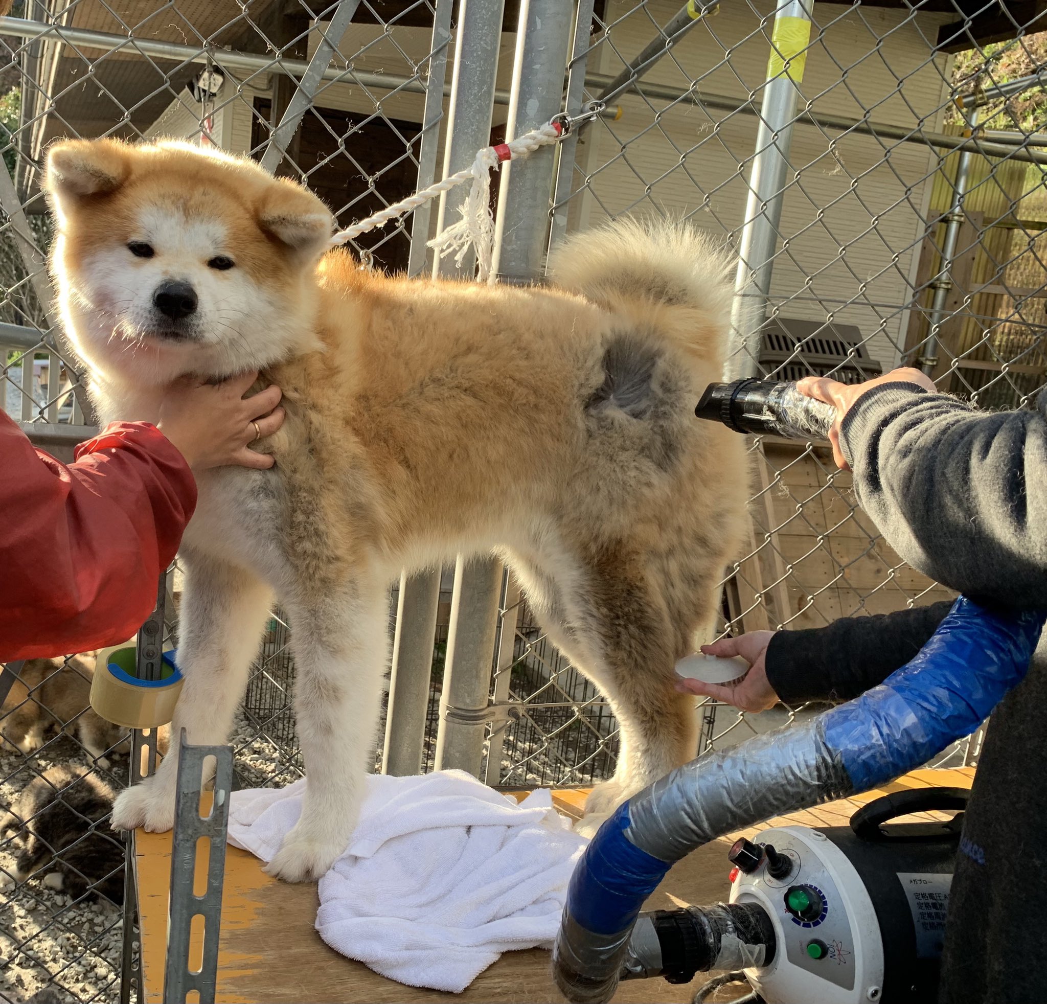 Twitter 上的 ひーちゃん シャンプー後ドライヤーされてる門侍郎 私の姿を見つけて 助けてもらえる と希望に満ちた顔 してたのに私が撮影始めたら 助けてもらえないと分かって最後はこの絶望顔 秋田犬 秋田犬赤毛 シャンプードライ 助けてー 絶望顔 ちーん