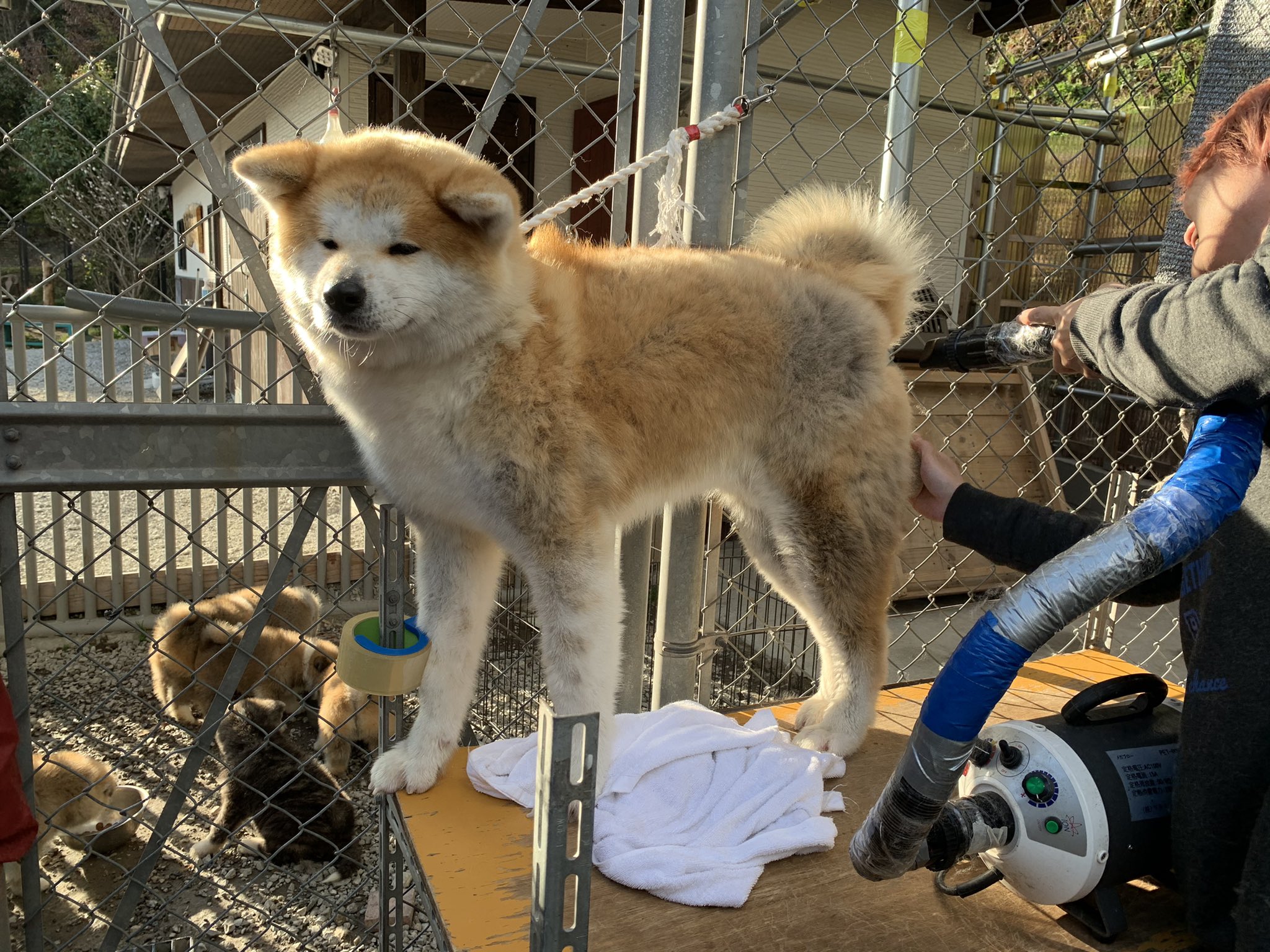Twitter 上的 ひーちゃん シャンプー後ドライヤーされてる門侍郎 私の姿を見つけて 助けてもらえる と希望に満ちた顔 してたのに私が撮影始めたら 助けてもらえないと分かって最後はこの絶望顔 秋田犬 秋田犬赤毛 シャンプードライ 助けてー 絶望顔 ちーん